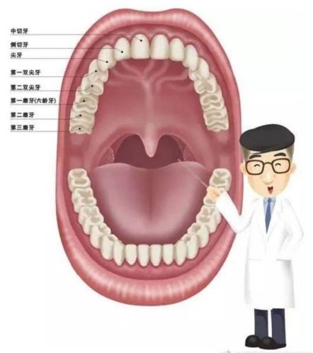 1. 门牙规模与精气神之关系