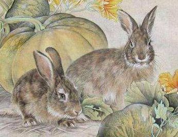 1975年属兔女性今日财运如何，1975年属兔财运具体表现是什么？