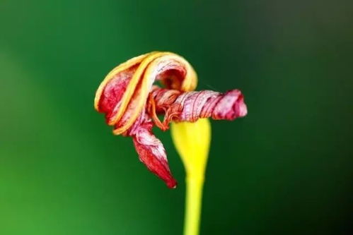 2026年养花天气预警！这些日子要当心！