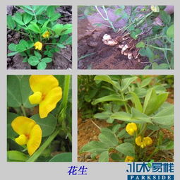 花生产品质量解析