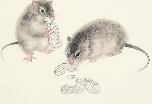 鼠：机智勇敢的化身及其生存之道