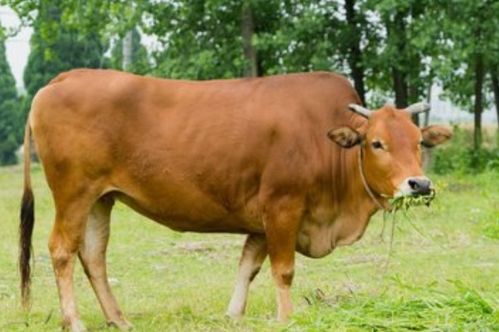 震惊！属牛人的晚年真相大揭秘，看完睡不着觉了