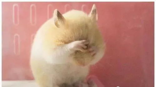 84年属鼠女2026年感情和婚姻运势如何？