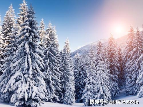 小区种松树对风水有影响吗？