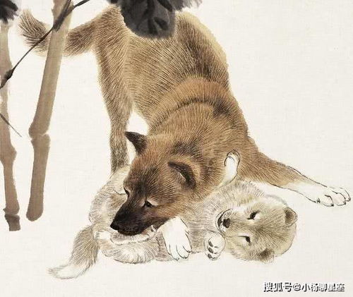 一、 属鼠男性群体：幽默风趣而不失细致关怀
