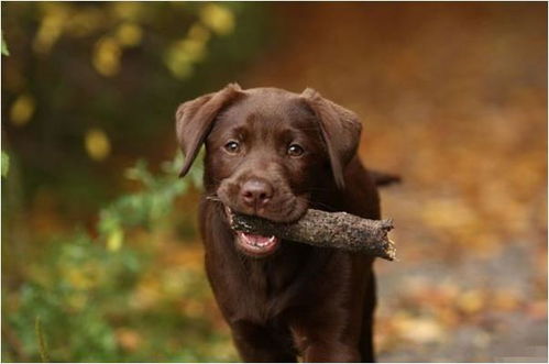 属狗人的奇葩性格大赏