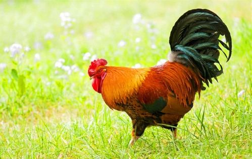 金猪和木鸡属相配对结婚，这种组合是否吉利？