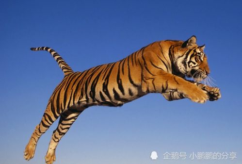 2025年属虎的人，今年属马的贵人送什么招财转运物品最合适？