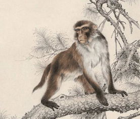 1980年猴年缺土，土猴二婚，命运如何改写？