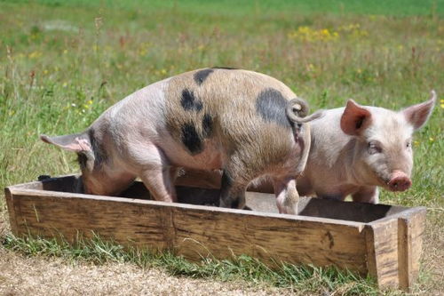 83年属猪人暴富秘籍大公开！这几个年龄段不把握就亏惨了！