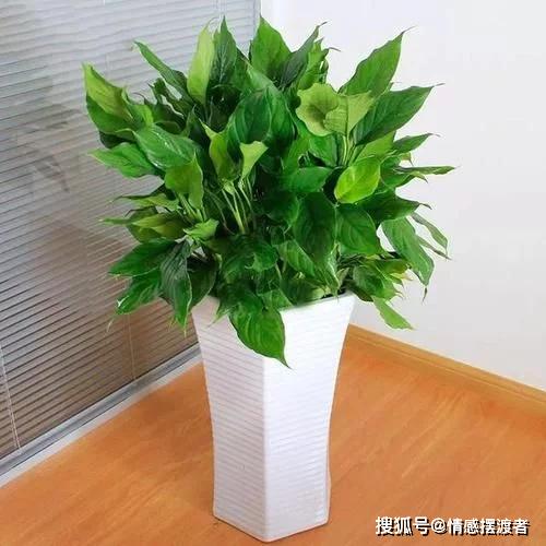 二、  财运植物——生态美学与嫩量场的双重优化