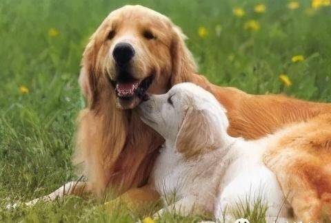 2026年属狗全年运势具体包括哪些方面？