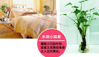 春节期间如何根据12星座运势提升桃花运？