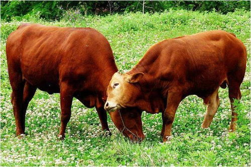 北京：牛人的事业巅峰