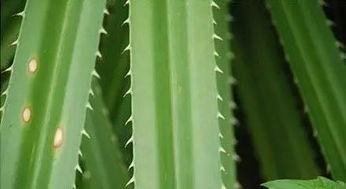 有毒及带刺植物的潜在危害