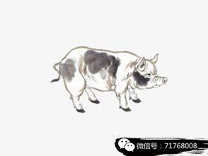 四、 属猪女性：淡定从容与正能量的独特魅力