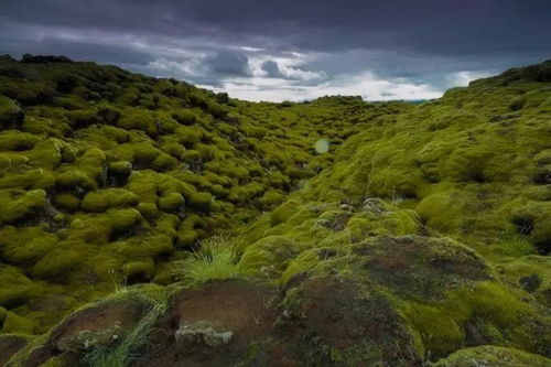 风光正茂春色绿和满地春色红遍野分别指什么生肖？
