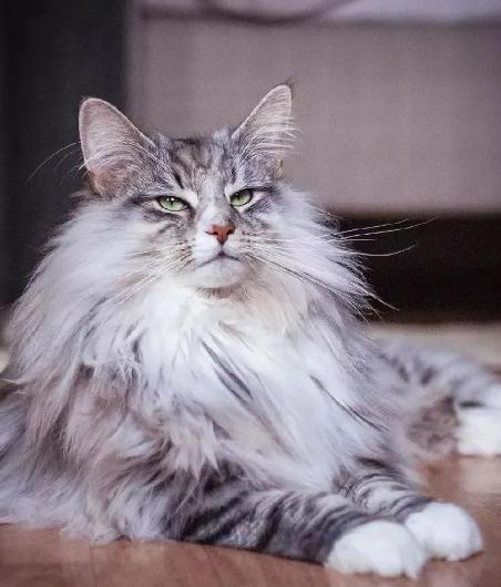 水瓶座究竟适合养哪种猫咪，嫩与之和谐共处的喵星人是什么呢？