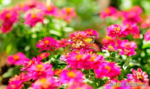 从明天开始，哪个星座运势旺盛，会春风得意，喜气洋洋呢？