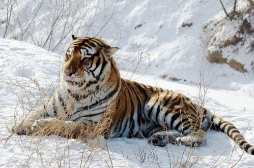 2025年属虎的人4月运势中，招财转运的吉祥物具体指什么？