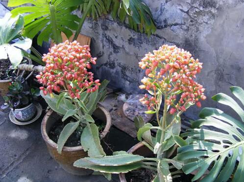 落地生根是什么生肖？打一生肖落地生根指的是哪个生肖？