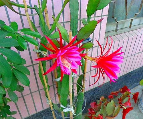 三、  光照条件对生长形态的调控作用