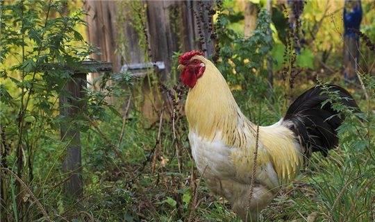 1969年属鸡男性在2026年的运势和今日具体运程是怎样的？