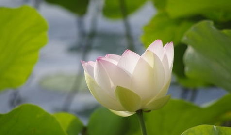 生肖与星座的配合及冲煞提示