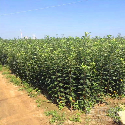 1. 栽培环境与适应性评估