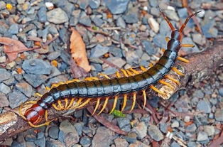 四、 情感生活波折的象征解读