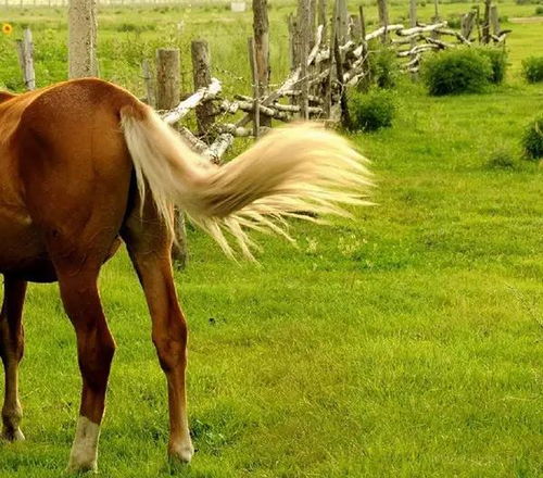 我为什么会梦到自己牵着一头高大的马呢？