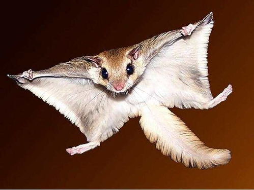 翼代表什么生肖？鸾是什么动物是什么意思？这俩字能组成一个吗？