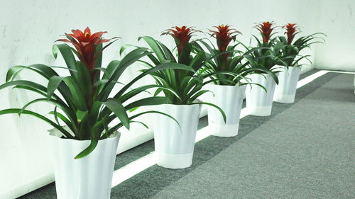 4. 君子兰：君子之风与旺财助运