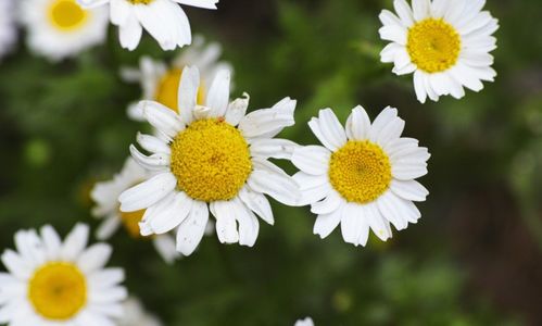 2026年3月有哪些良辰吉日适合举办重要活动？