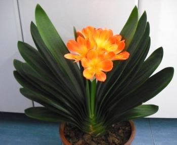 君子兰在梦里蹦迪是几个意思？