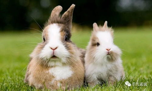 2026年属兔的人与哪些生肖财运相合？