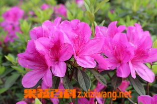 家里适合养杜鹃花，对风水有好处吗？