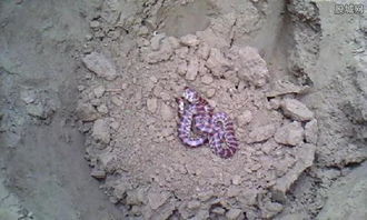 二、 破土开坟的具体操作要点