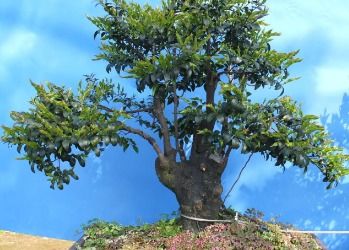 比较分析及实践配置建议