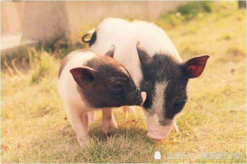 2026年属猪整体运势如何？59年属猪的三个坎具体指什么？