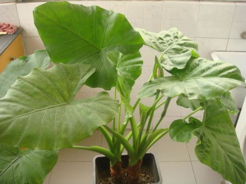 滴水观音有哪些具体功能与潜在害处？