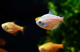 鱼种数量及洛书数配合原则