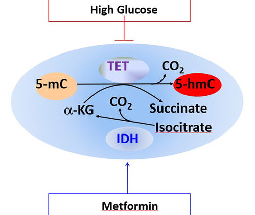 和合术的作用机理：情感气场的能量共振与重构