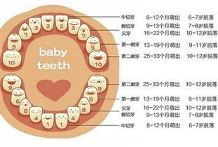 一、 牙齿脱落的生理状况机制与系统性身体健康状况后果