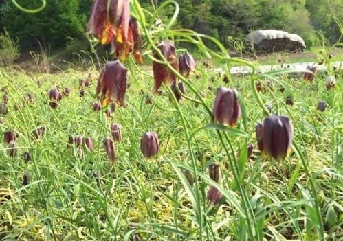 五行属木？韭菜还能算命？