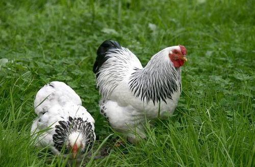 2026年属鸡男性晚年运势及运程具体如何？