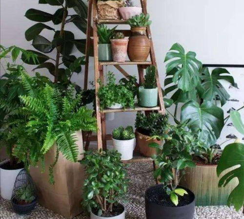 六、 植物配置与花卉选择注意事项