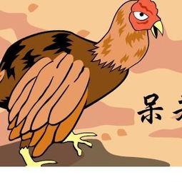 歇斯底里属什么生肖？‘岗头泽底’如何对应一个生肖？