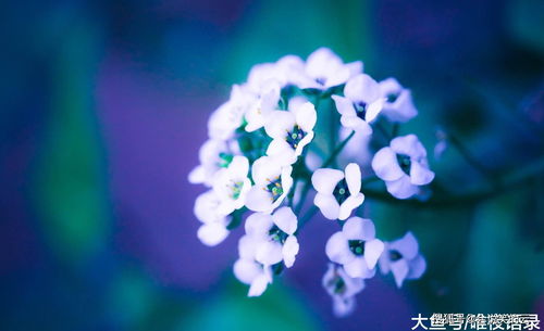 生肖星座运势与昵称选择