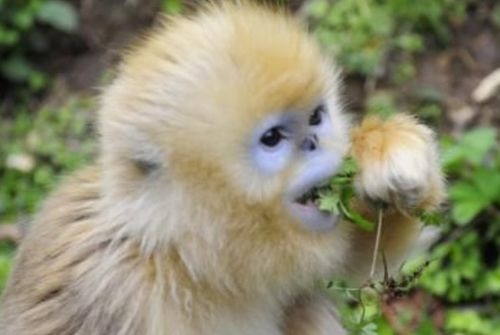 1980年属猴人在2026年运势如何？